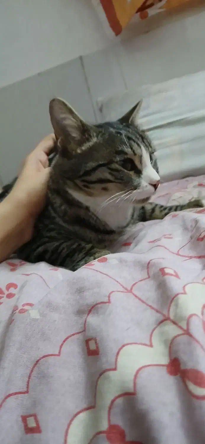 گربه|گربه|بیرجند, |دیوار