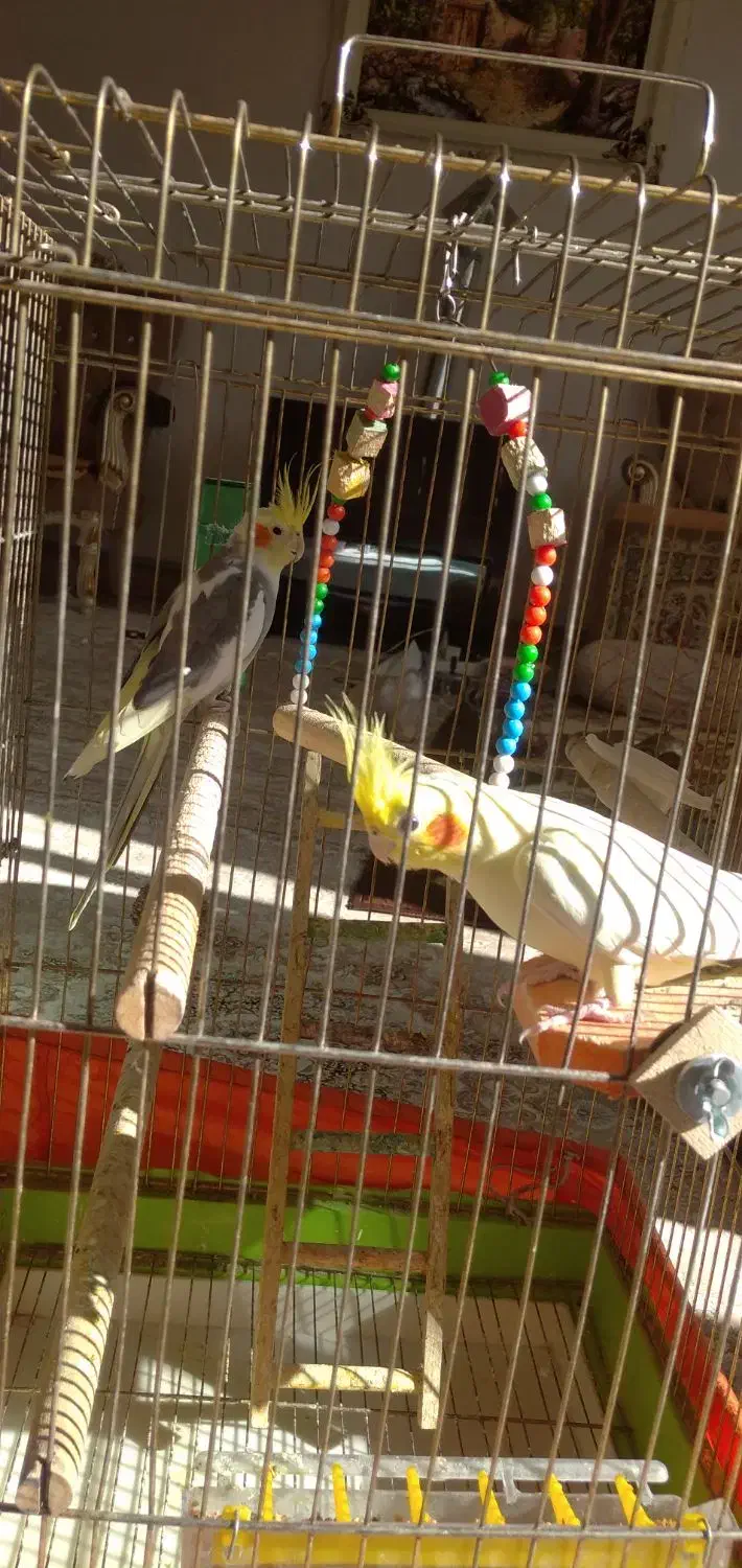 عروس هلندی جفت همراه تخم|پرنده|مهاباد (آذربایجان غربی), |دیوار