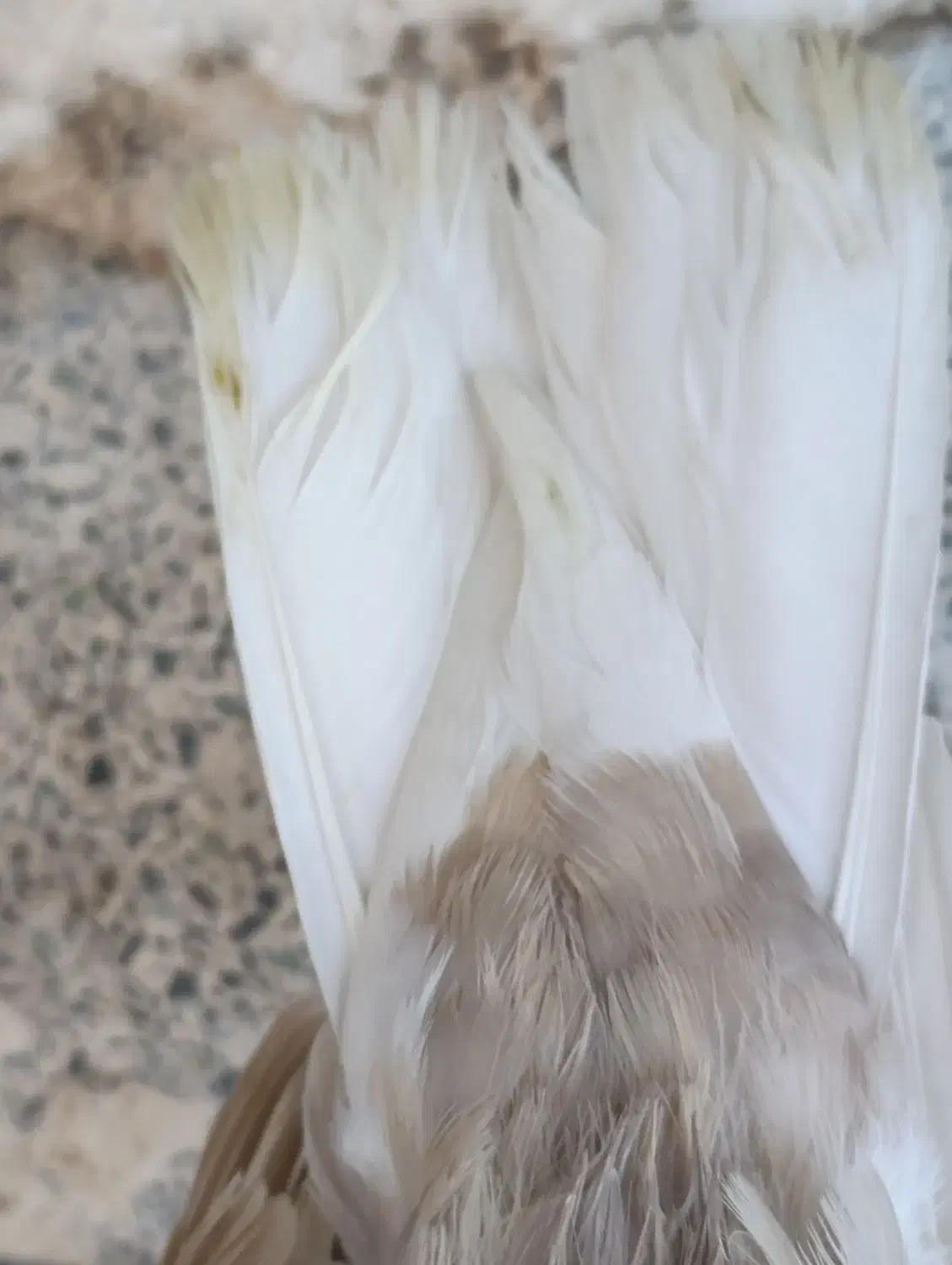 کبوتر ارده ای دمسفید|پرنده|مرودشت, شهرک مهدیه|دیوار