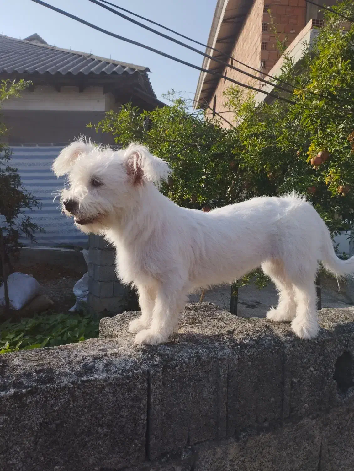 سگ پاکوتاه خوب قیمت دو ۵۰۰|سگ|اسالم, |دیوار