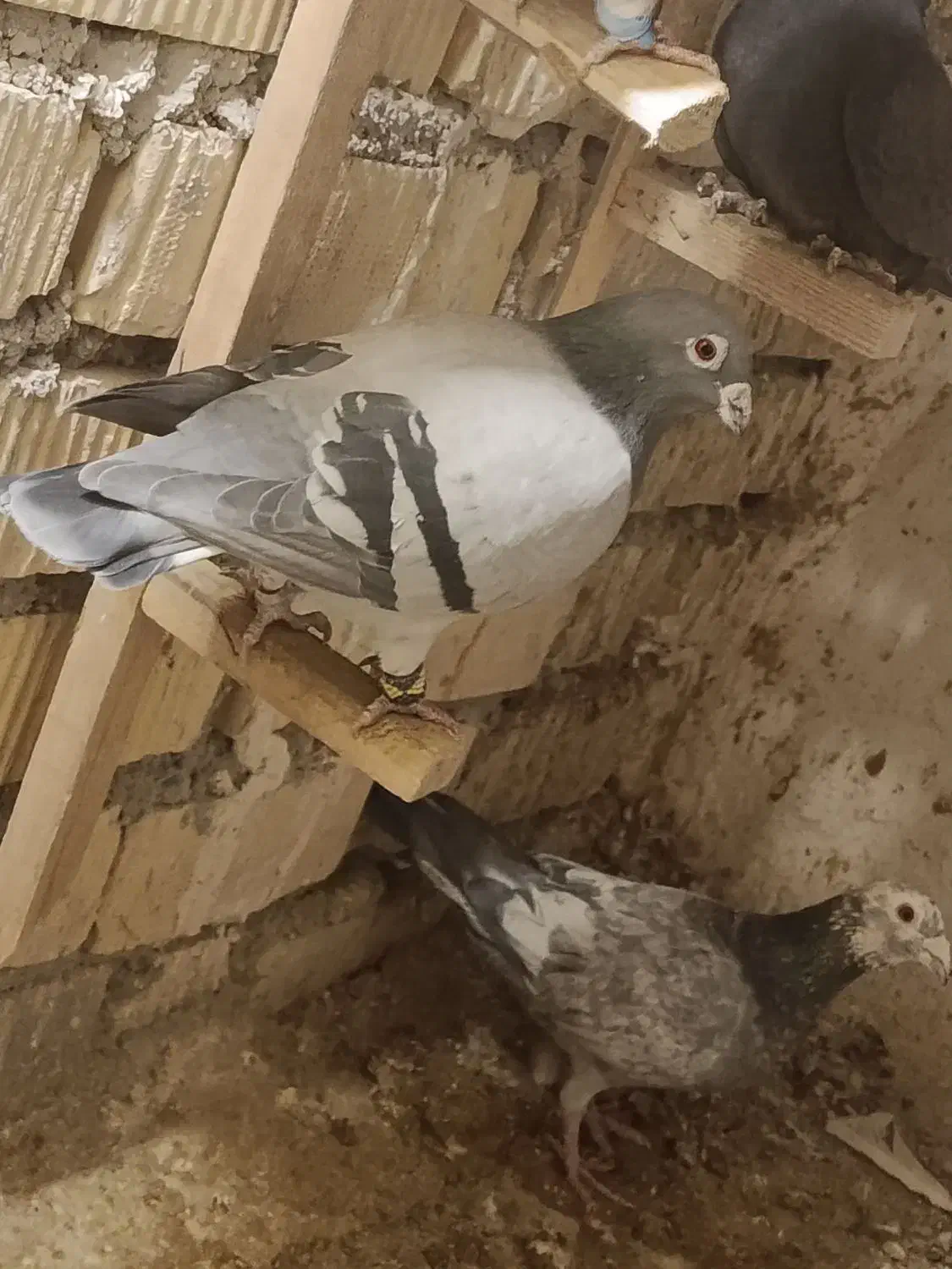 سبز پلاک مرودشت|پرنده|مرودشت, سهل‌آباد|دیوار