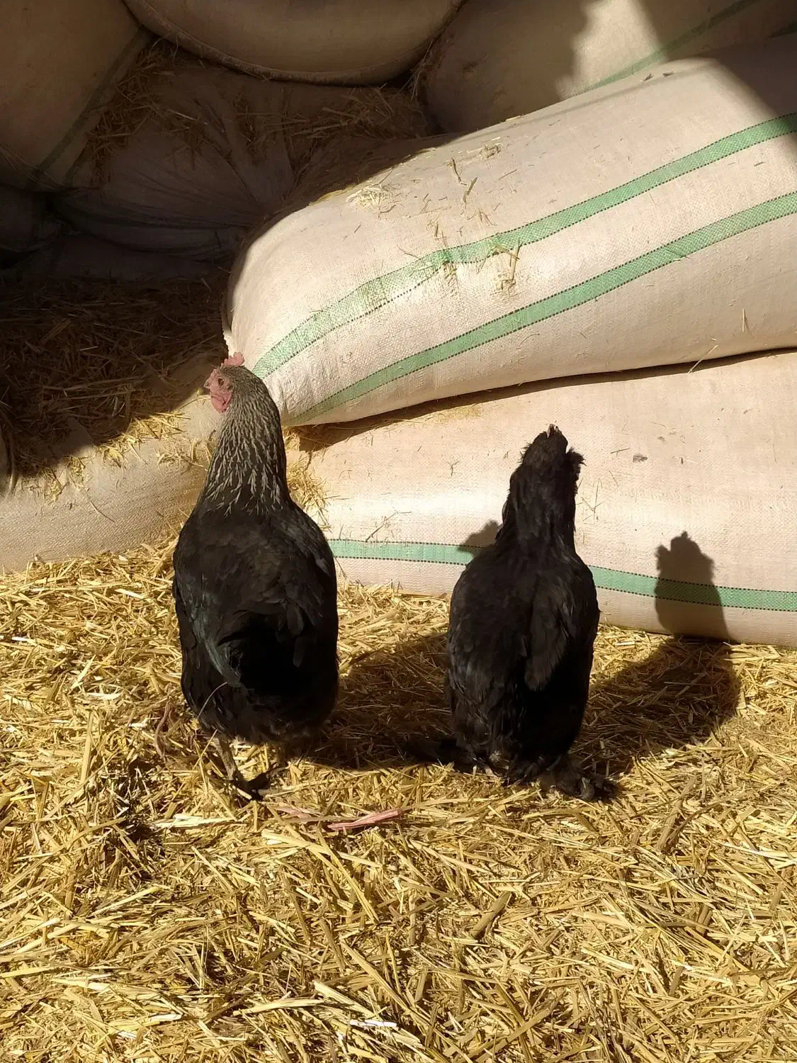 دوتامرغ خونگی|حیوانات مزرعه|محمدیه-قزوین, |دیوار