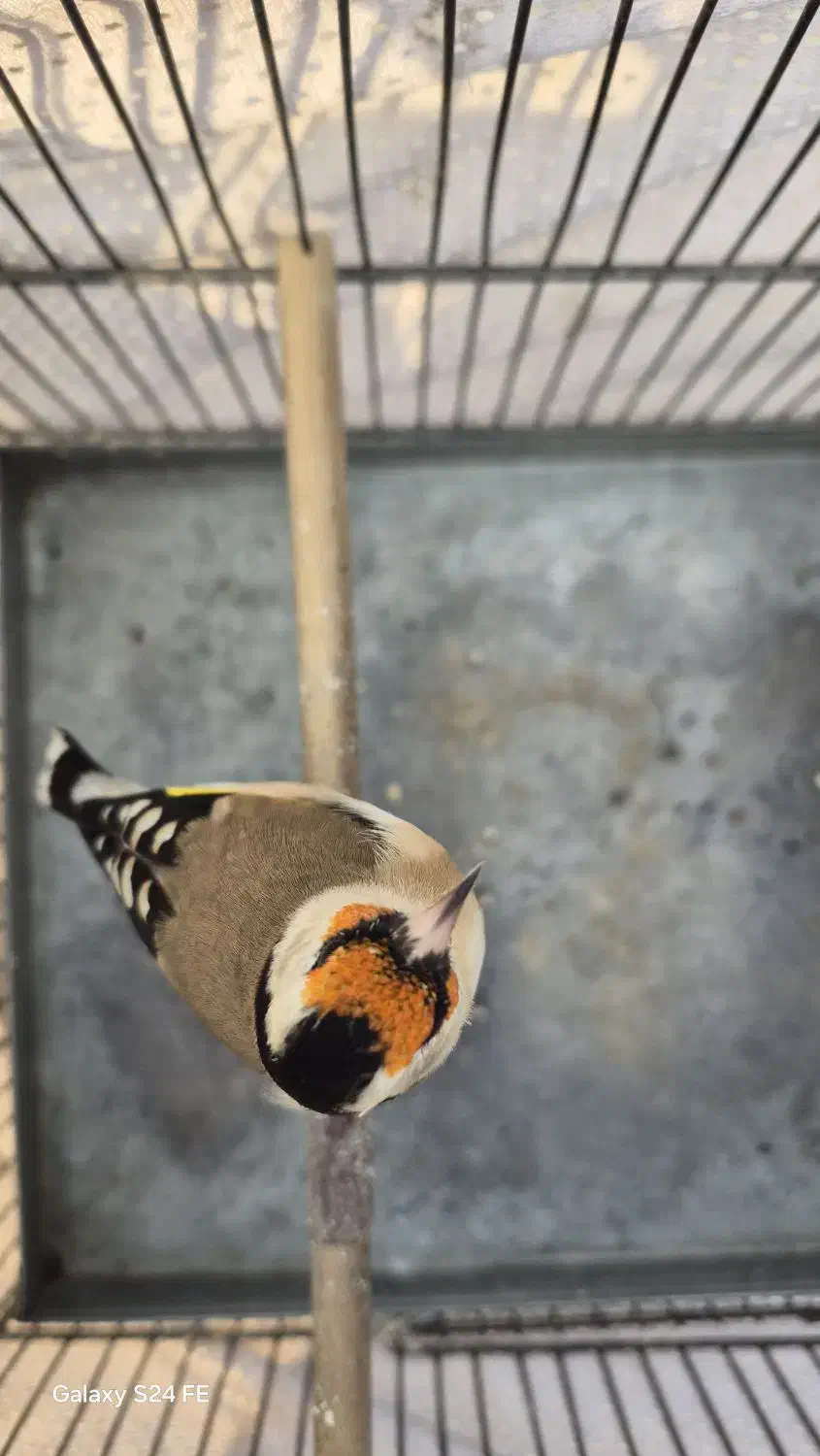 سهره جوجه امسال|پرنده|تهران, شارق|دیوار