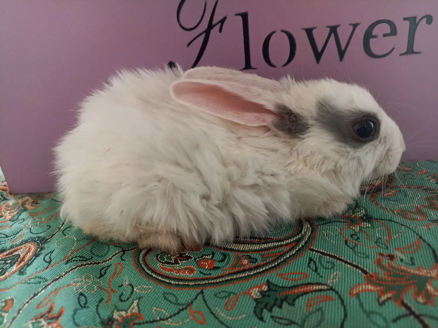 بچه خرگوش|موش و خرگوش|مرودشت, مجد آباد|دیوار