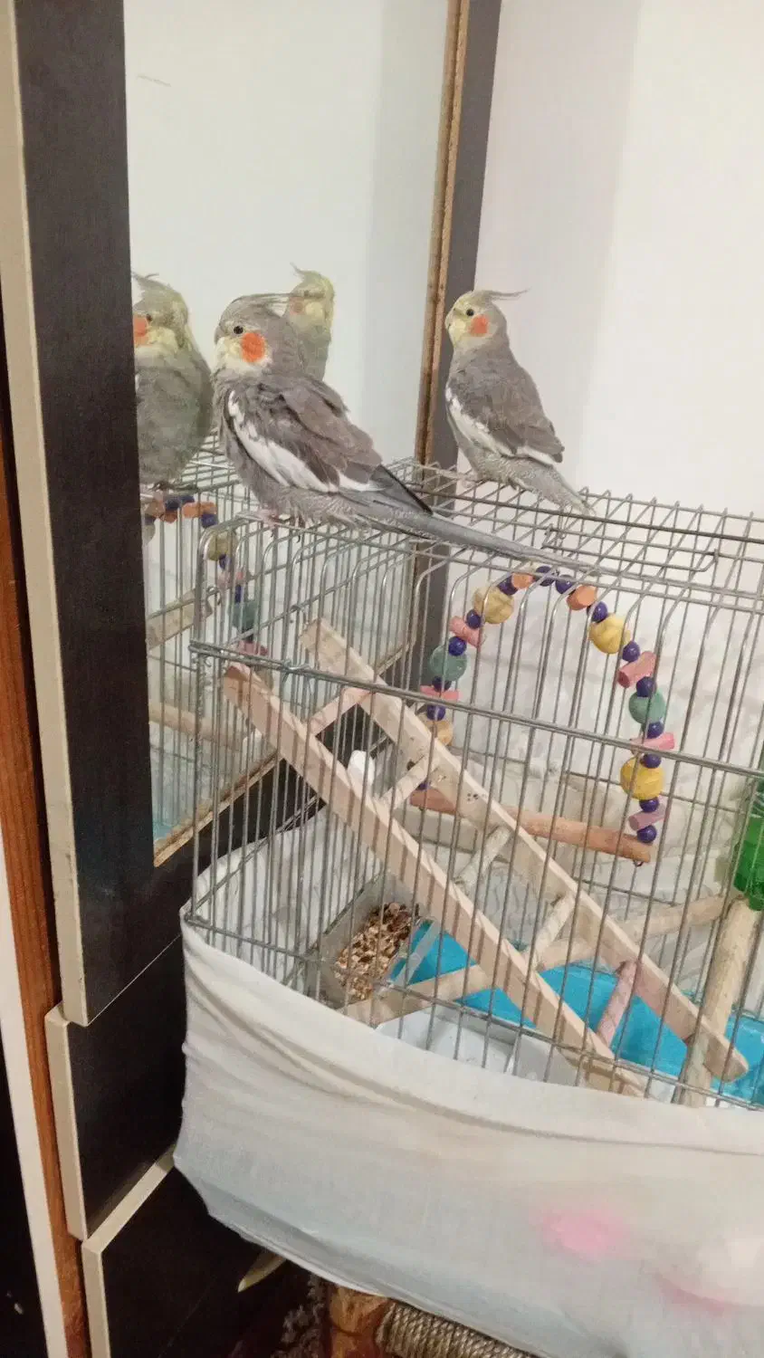 دو عدد عروس هلندی|پرنده|لاهیجان, مهرگان|دیوار