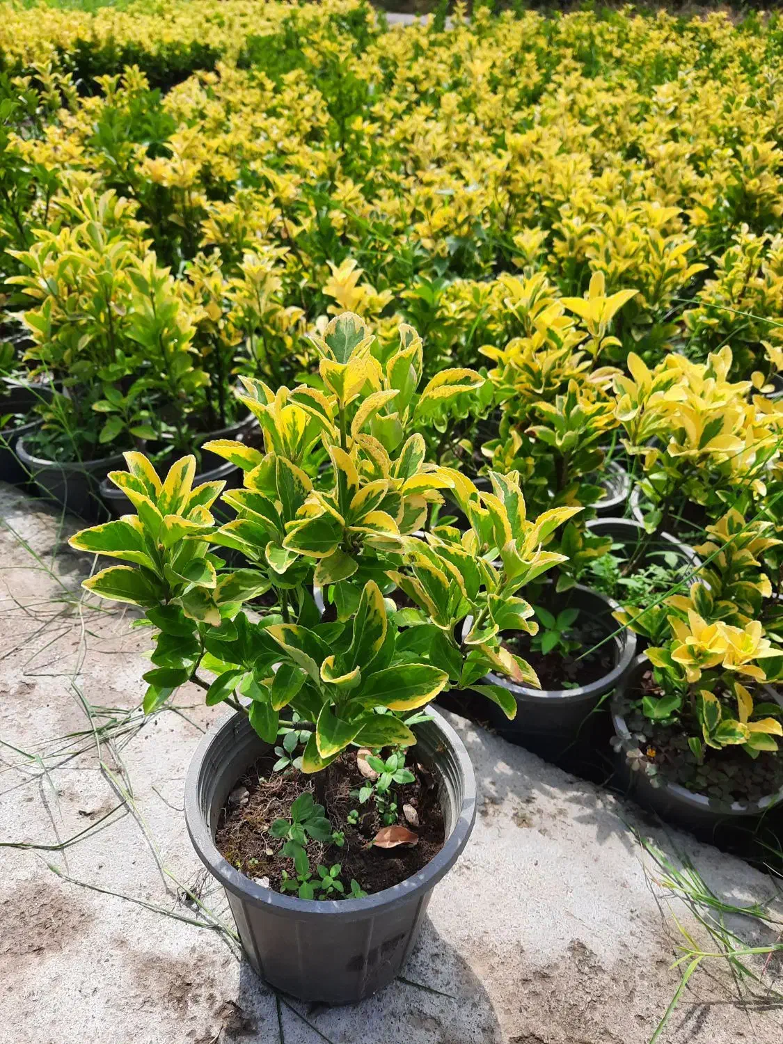 شمشاد طلایی سطل ۳ونایلکسی|گل و گیاه طبیعی|قائم‌شهر, |دیوار