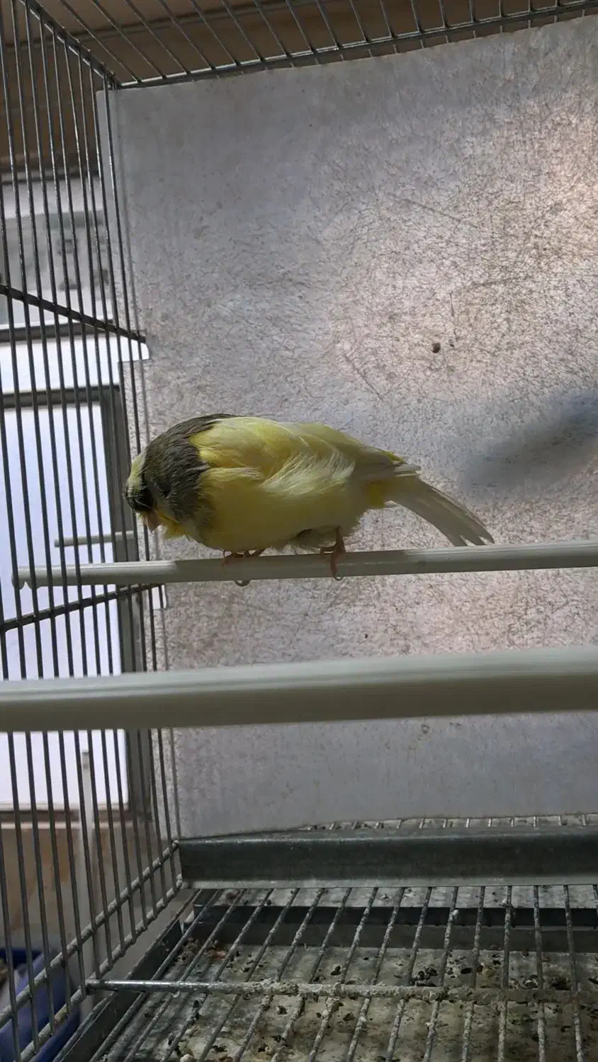 کرست نر|پرنده|قزوین, |دیوار