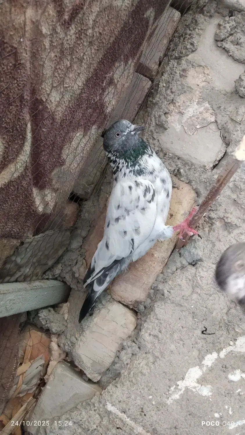 پرنده کبوتر|پرنده|ایرانشهر, |دیوار