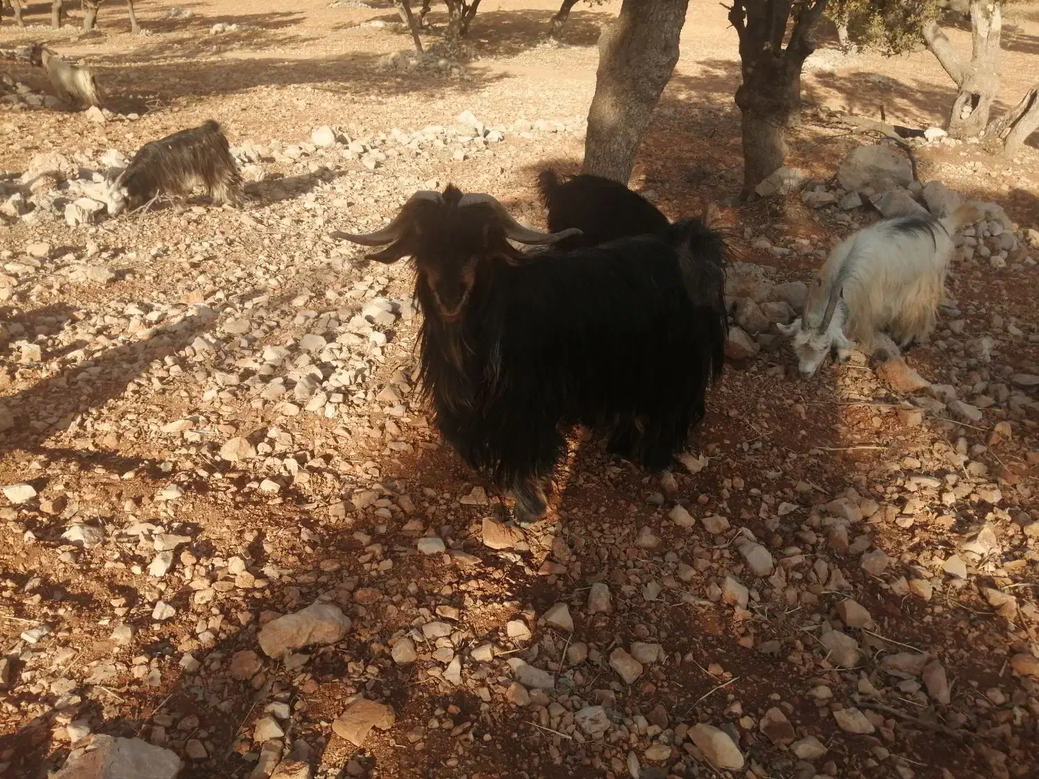 یک عدد دوبر  توخمی و پلوار|حیوانات مزرعه|ایذه, |دیوار