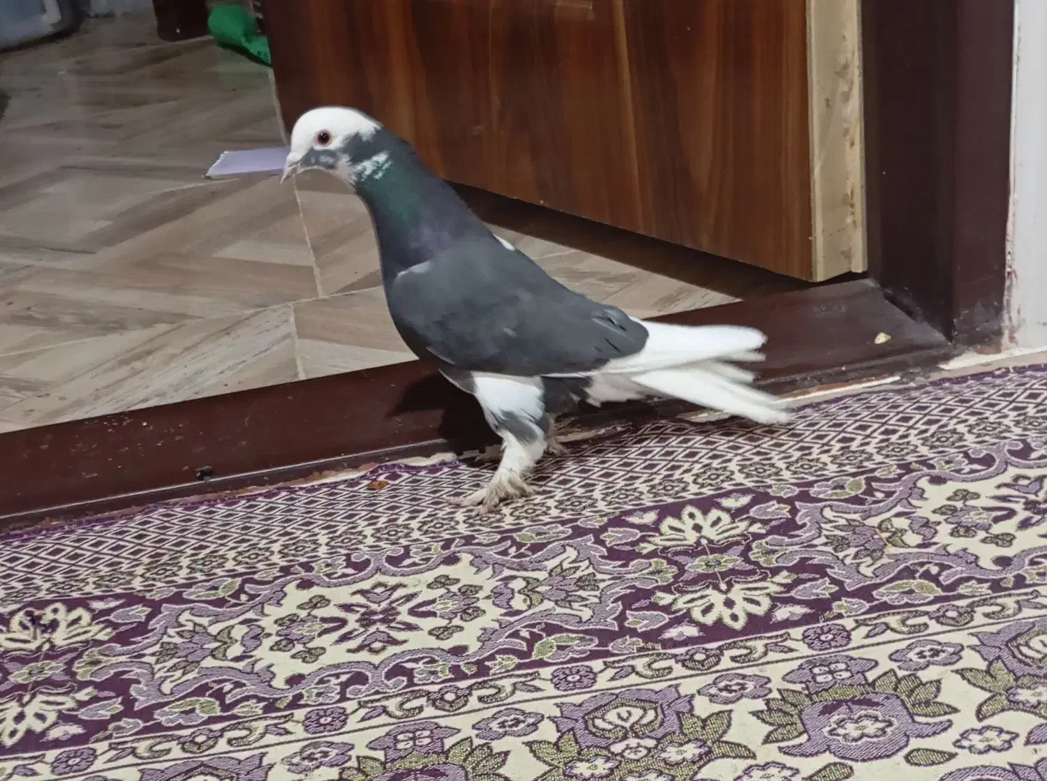 فروش دو عدد کبوتر ضمانت شده|پرنده|بافت, |دیوار