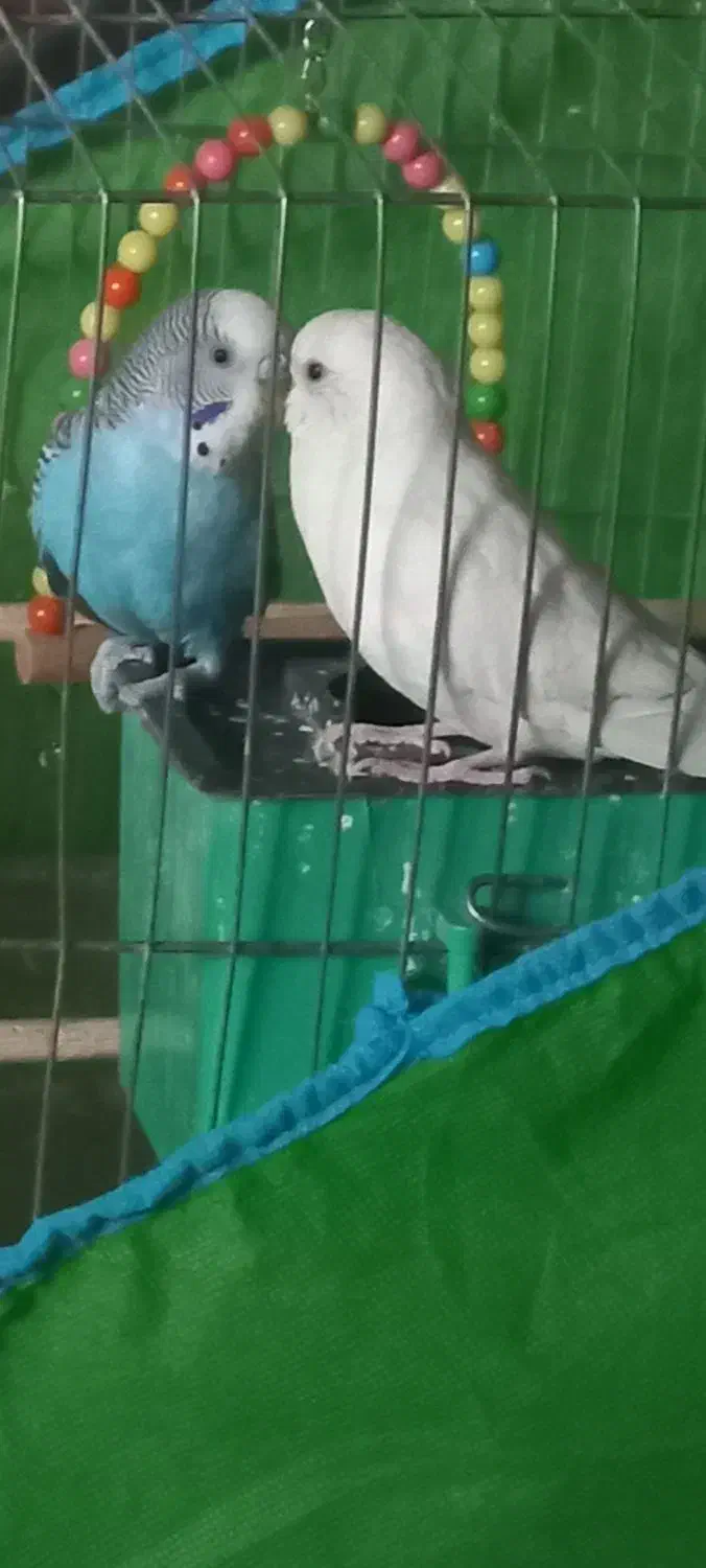 مرغ عشق|پرنده|تهران, شهرک زینبیه|دیوار