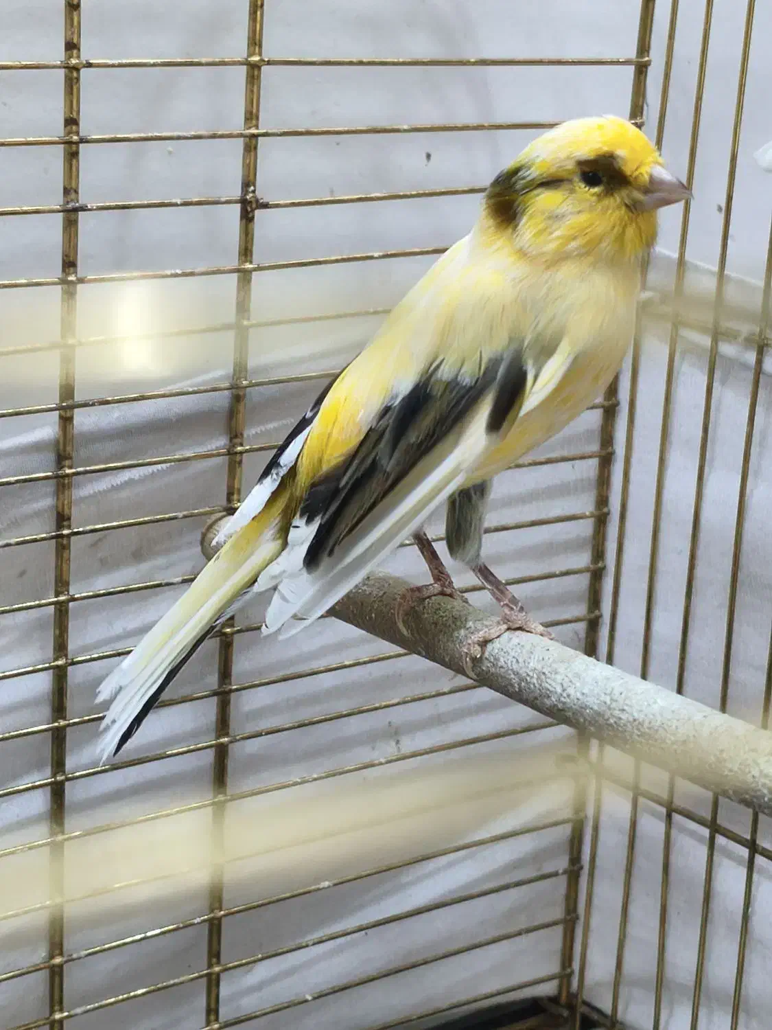 دو عدد قناری سالم و زیبا|پرنده|تهران, شهرک آتی شهر|دیوار