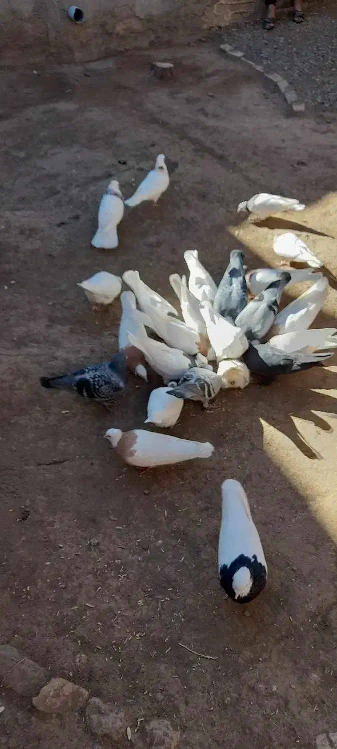 طوقی|پرنده|سبزوار, عارف|دیوار