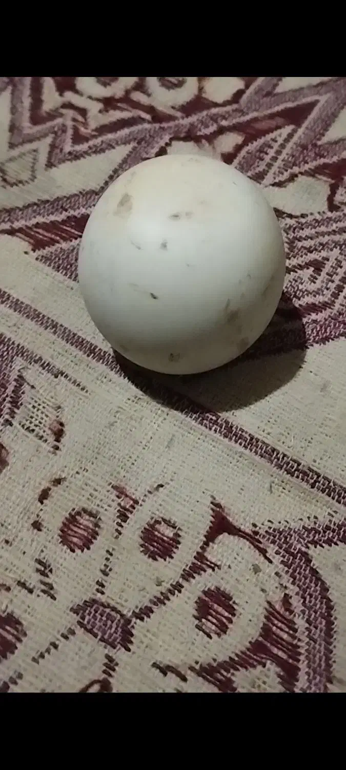 سنگ آسیاب الماس|کلکسیون اشیاء عتیقه|آق قلا, |دیوار