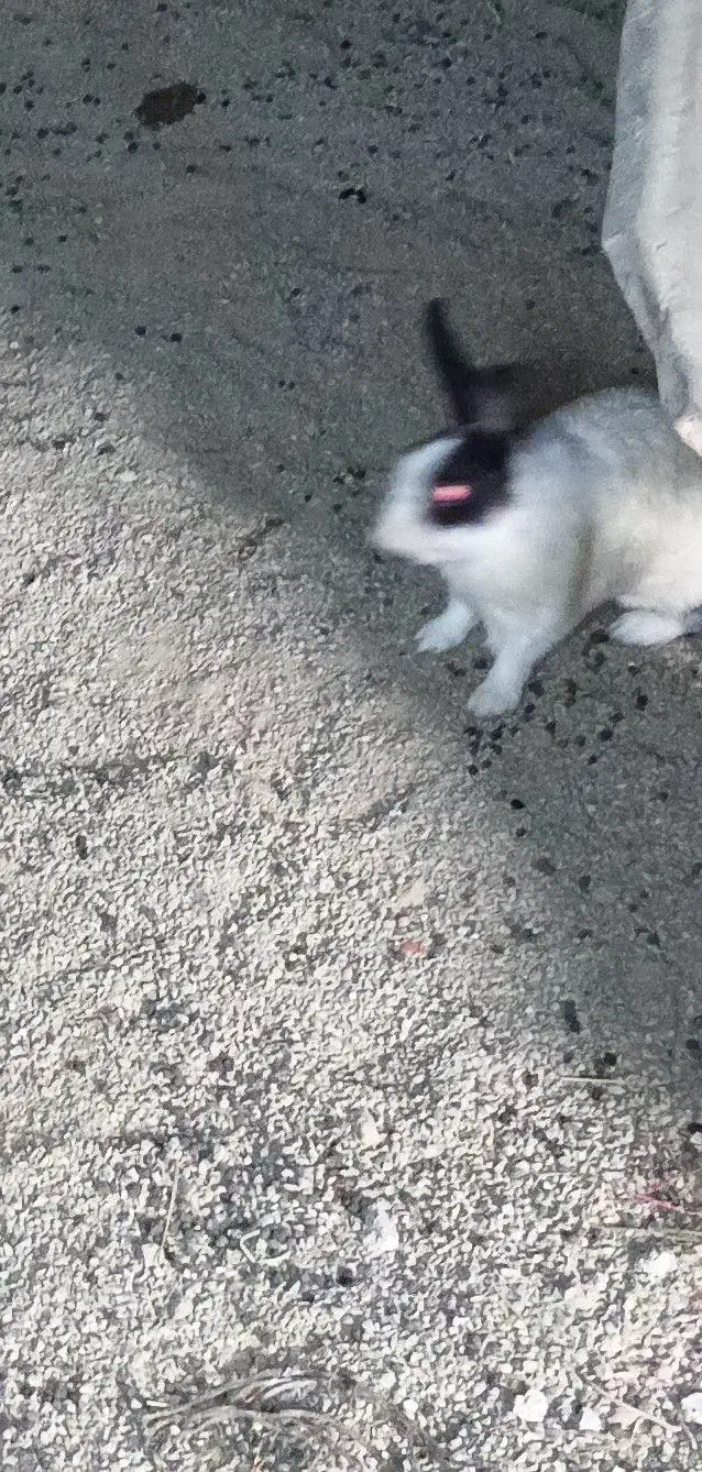 دوعدد نر سالم شش ماهه|موش و خرگوش|ارومیه, |دیوار