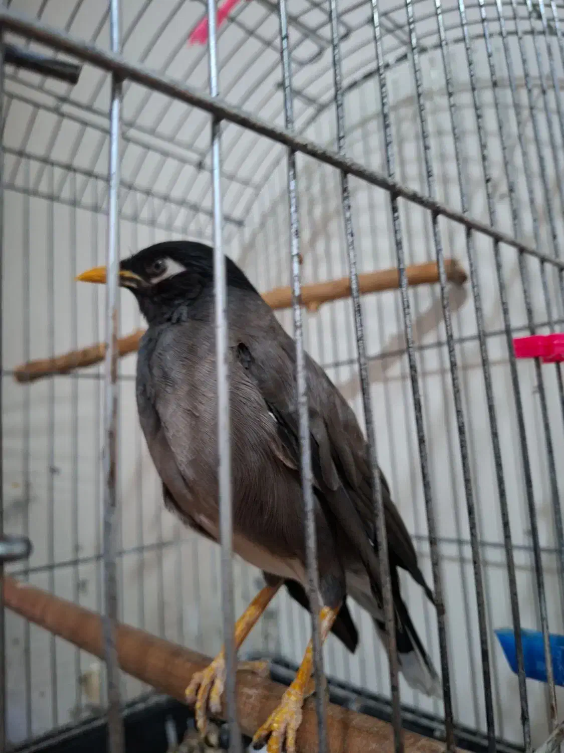 پرنده مینا|پرنده|تهران, جیحون|دیوار