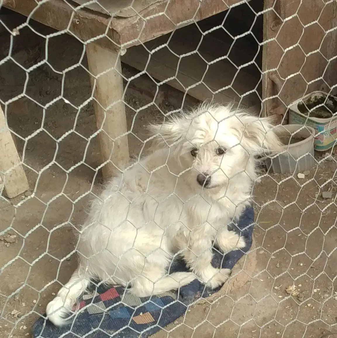 اسم پاکوتا برفی با دوتا توله|سگ|بناب, |دیوار