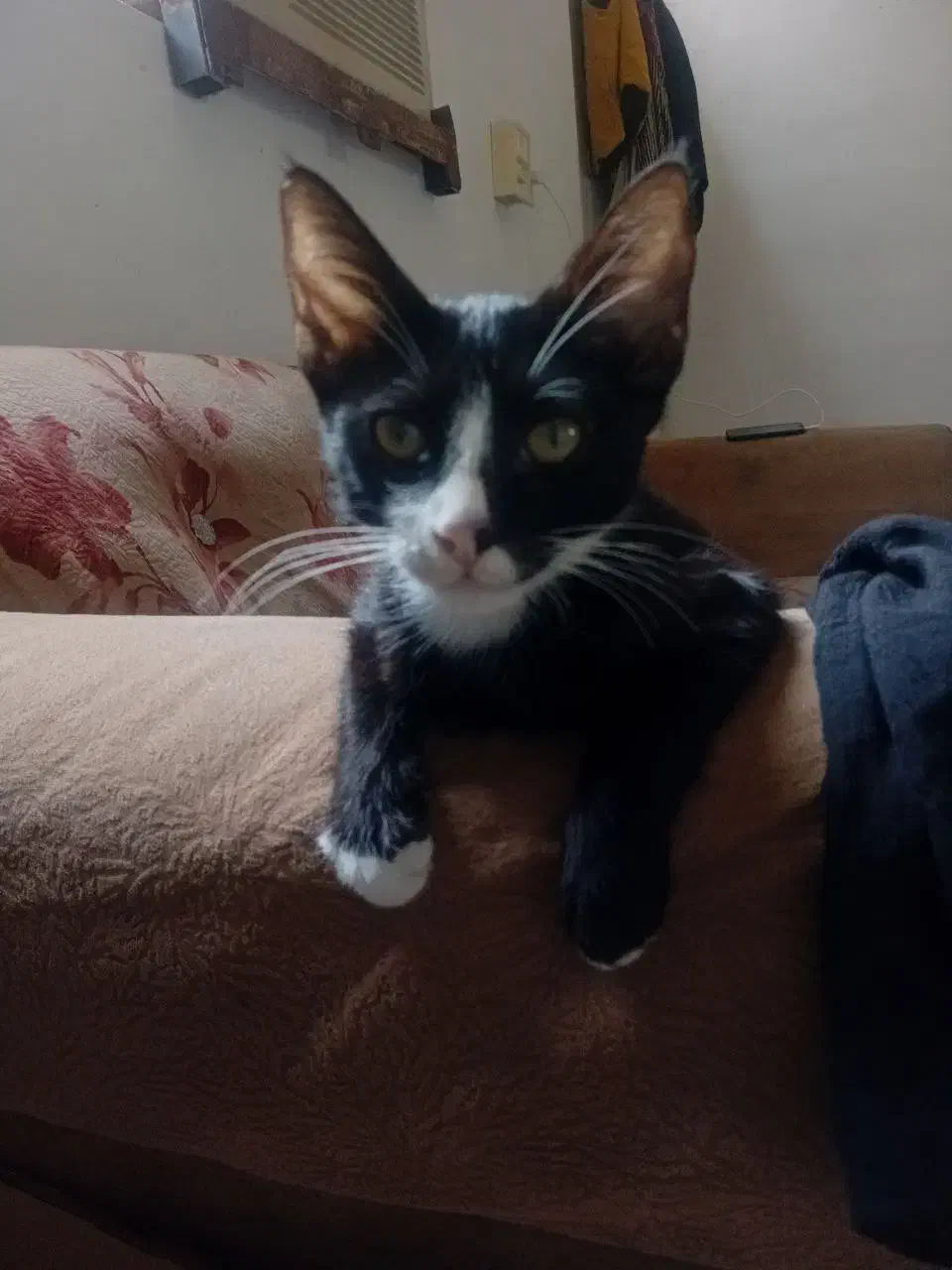 گربه تاکسیدو سفید مشکی|گربه|قائم‌شهر, |دیوار