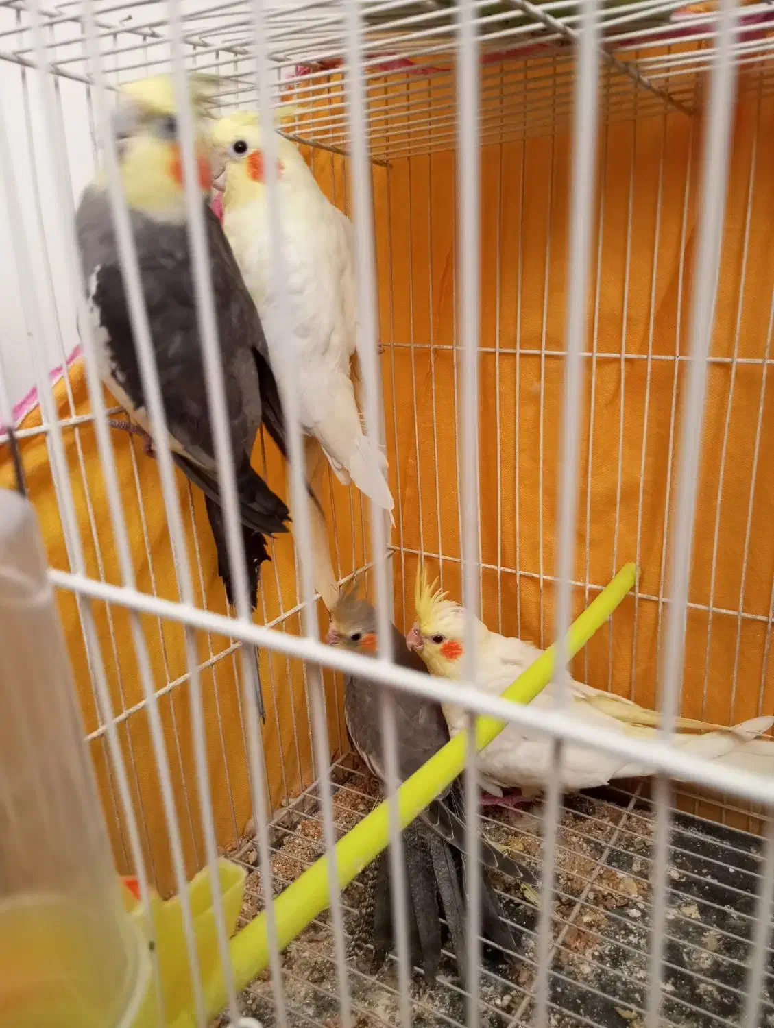 عروس هلندی جفت با جوجه کار داده|پرنده|مشهد, هفده شهریور|دیوار