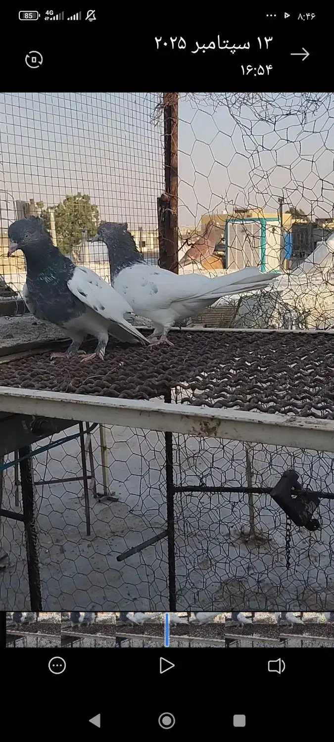 سلام دوتا ماده کله سبز خوب جون|پرنده|شیراز, شاپورجان|دیوار