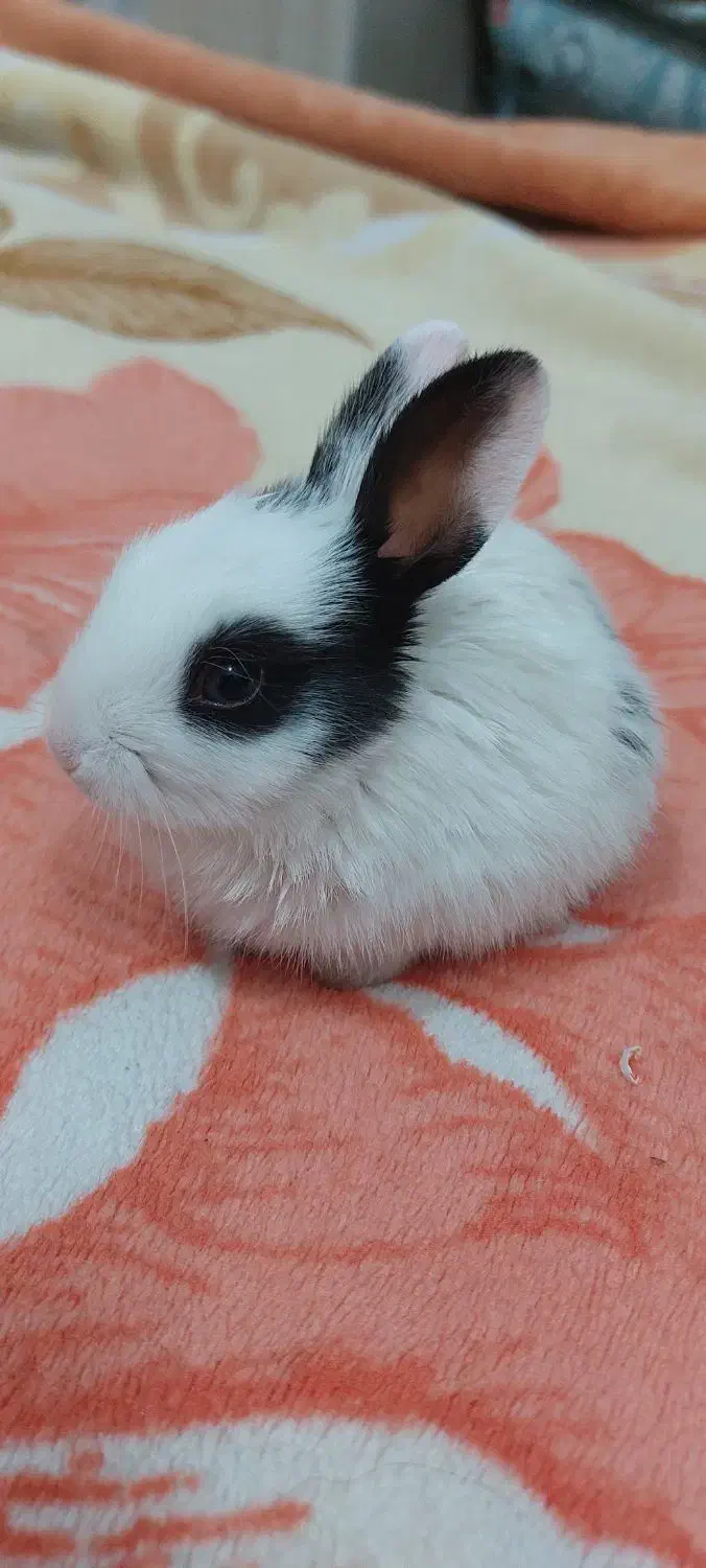 خرگوش کوچولو باهوش|موش و خرگوش|تربتحیدریه, کلاته توکلی|دیوار