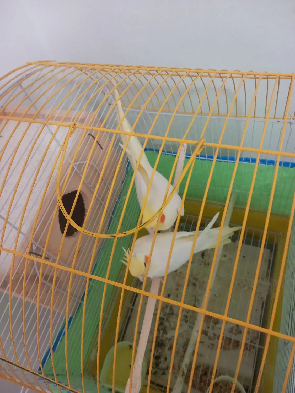 یک جفت عروس هلندی لوتینویک ساله|پرنده|سیاهکل, |دیوار