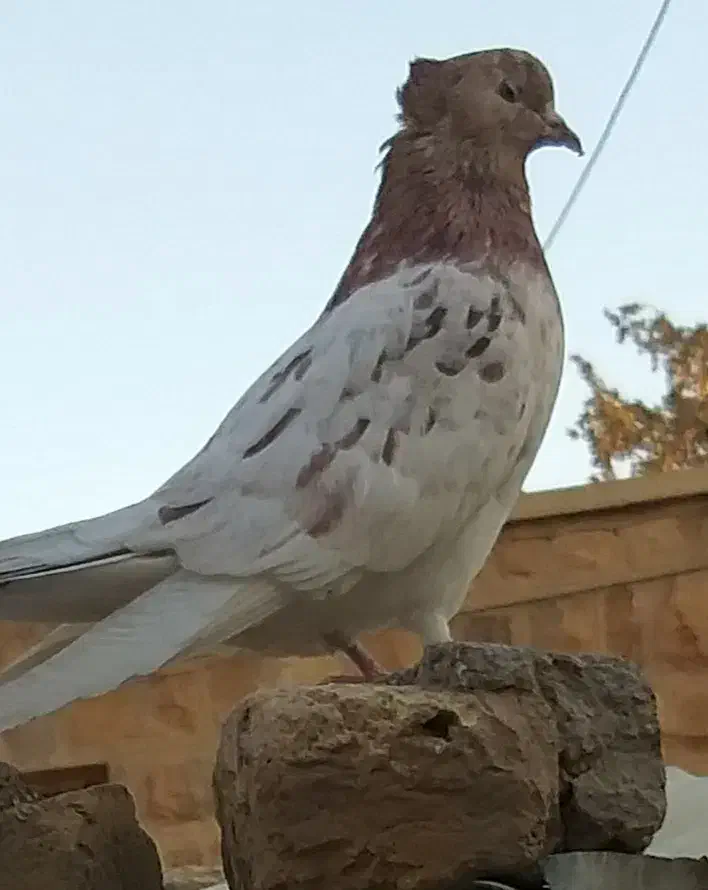 حیوانات مزرعه (کبوتر)|پرنده|خان ببین, |دیوار