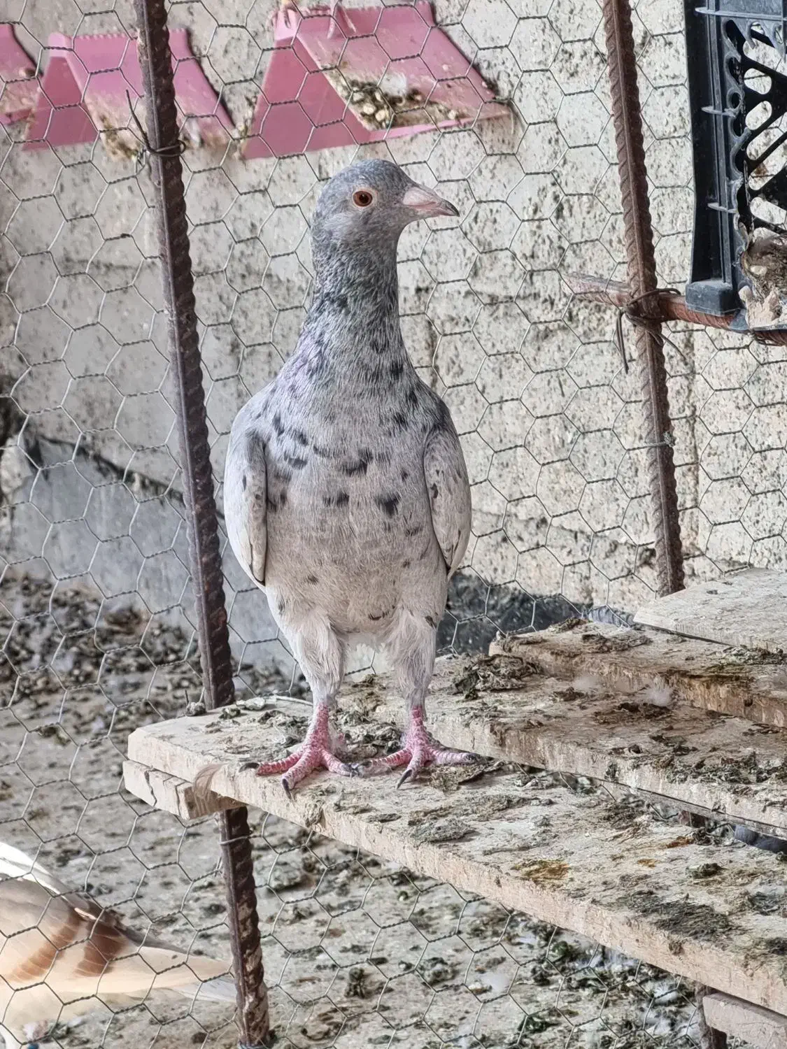 کبوتر گلی ماده جوان|پرنده|وحدتیه, |دیوار