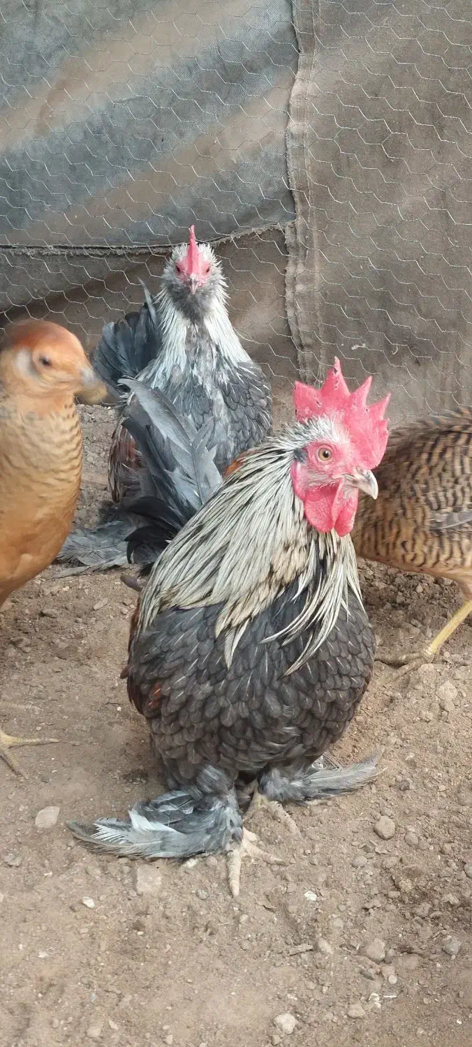 سه عدد خروس مینیاتوری|حیوانات مزرعه|خسروشاه, |دیوار