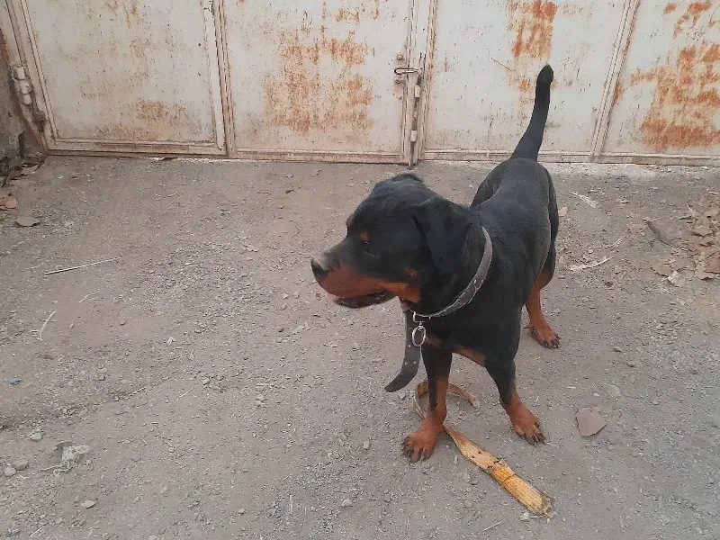 رتوایلر نر|سگ|تهران, آذری|دیوار