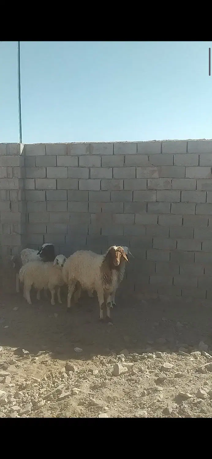 بره قوچی|حیوانات مزرعه|بیرجند, |دیوار