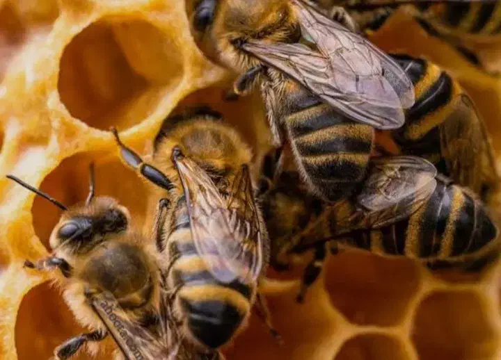 عسل طبیعی گون،انگبین،زول،چندگیاه دارویی با ضمانت|خوردنی و آشامیدنی|شاهینشهر, شهرک میلاد|دیوار