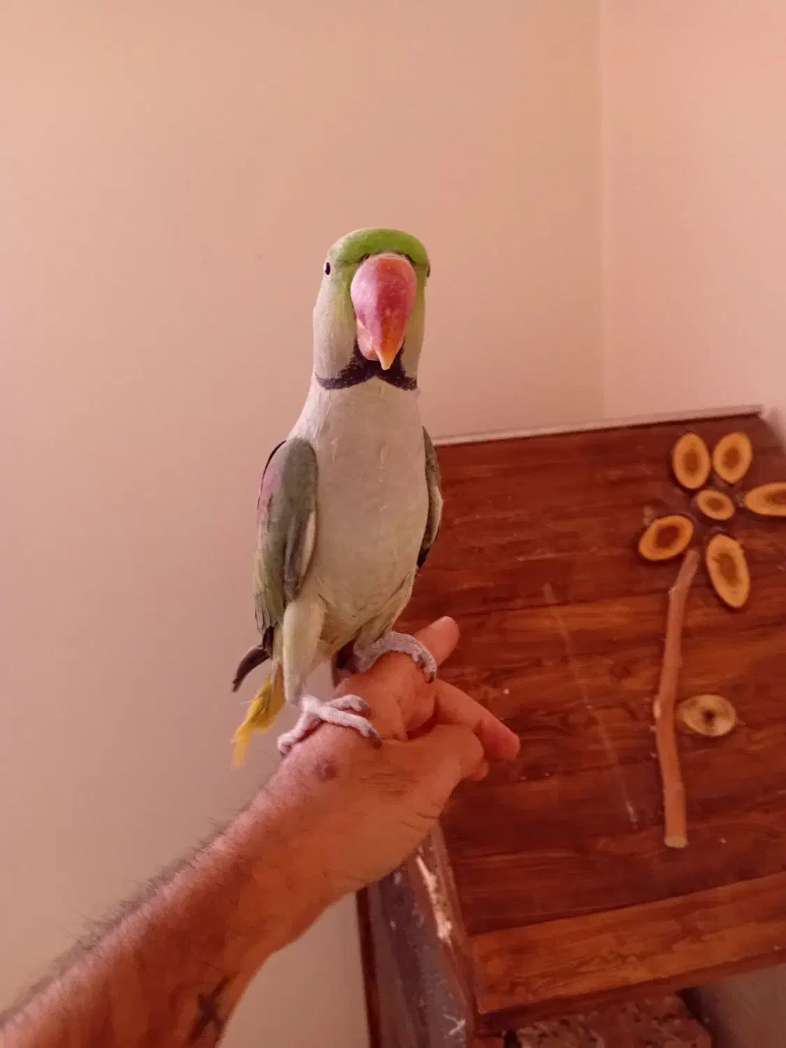 شاه طوطی|پرنده|شاهینشهر, مخابرات (شهید بهشتی)|دیوار