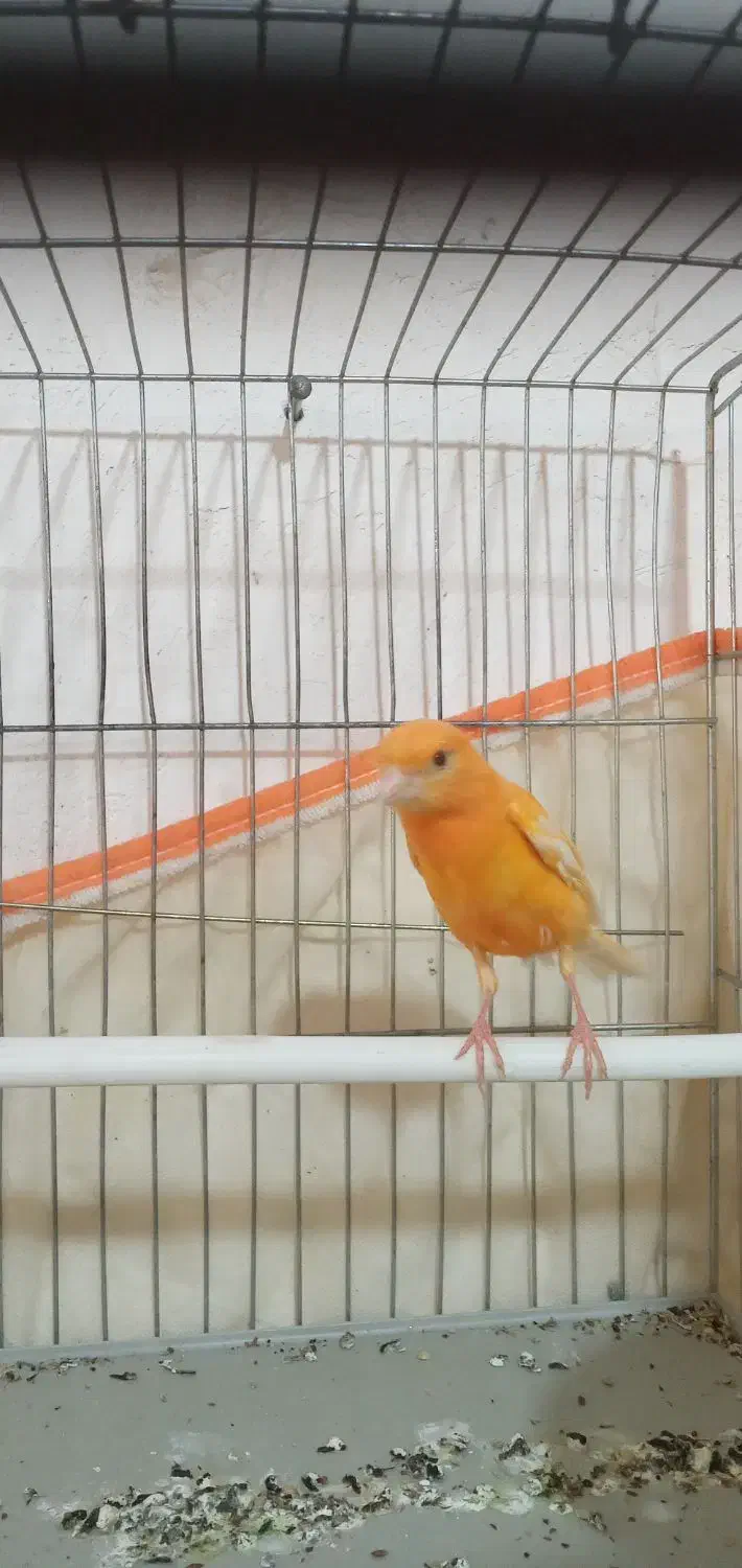 قناری سهره|پرنده|شیراز, میانرود|دیوار