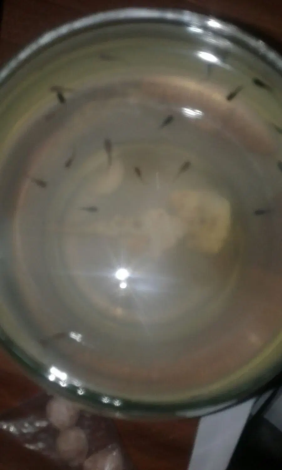 ماهی گپی ،مولی و زبرا|ماهی|دامغان, |دیوار