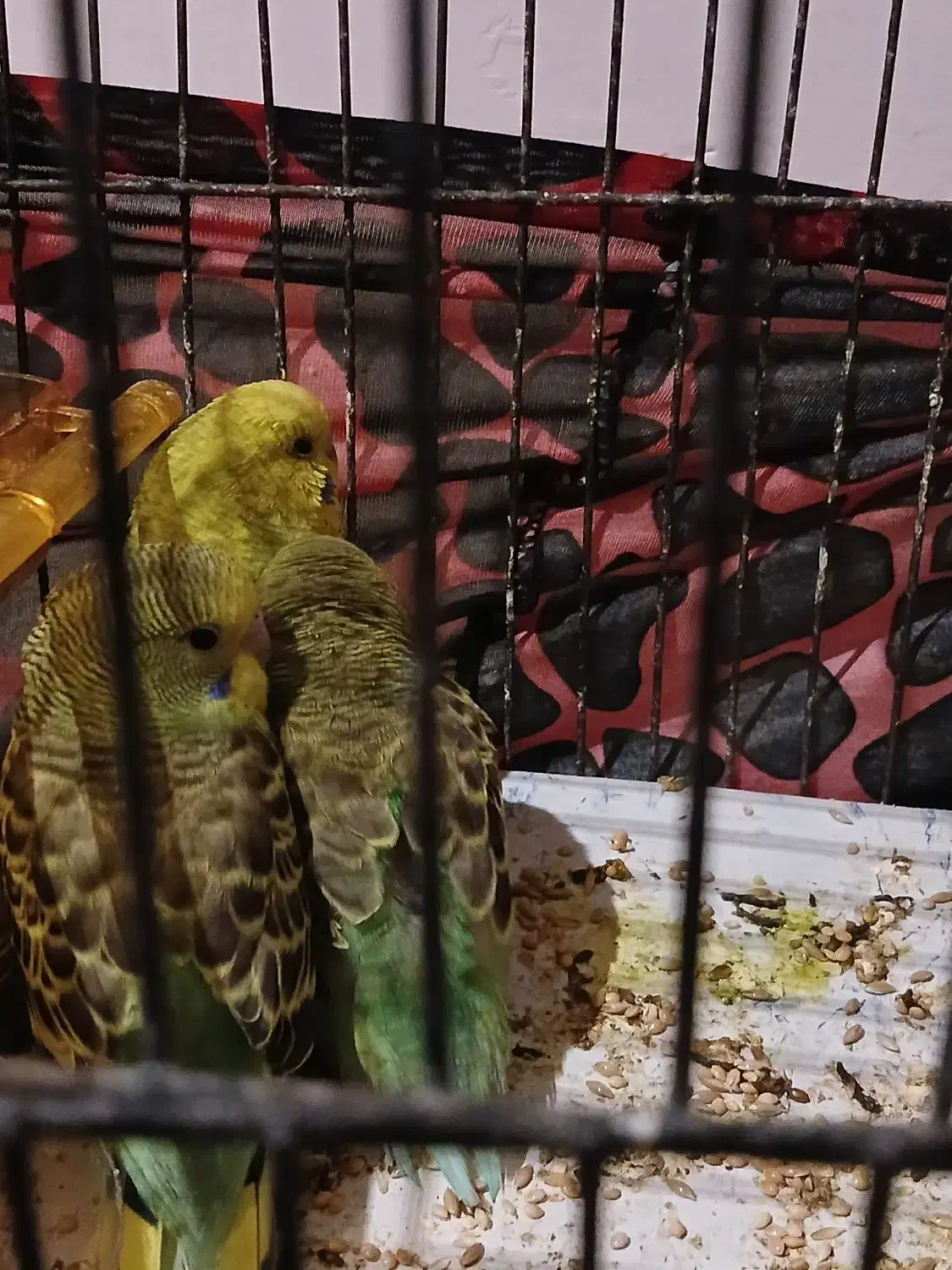 مرغ عشق بالغ با دوتا جوجه|پرنده|گرگان, |دیوار