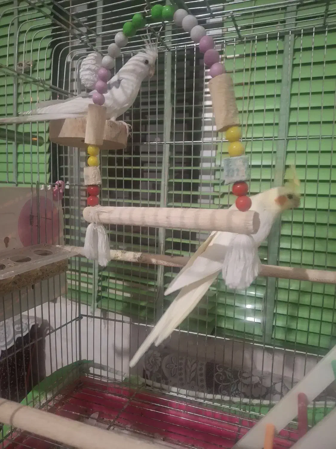 عروس هلندی نر و ماده|پرنده|باغ بهادران, |دیوار