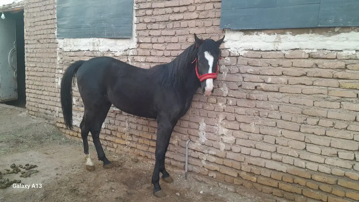 کره اسب|اسب و تجهیزات اسبسواری|مرند, |دیوار