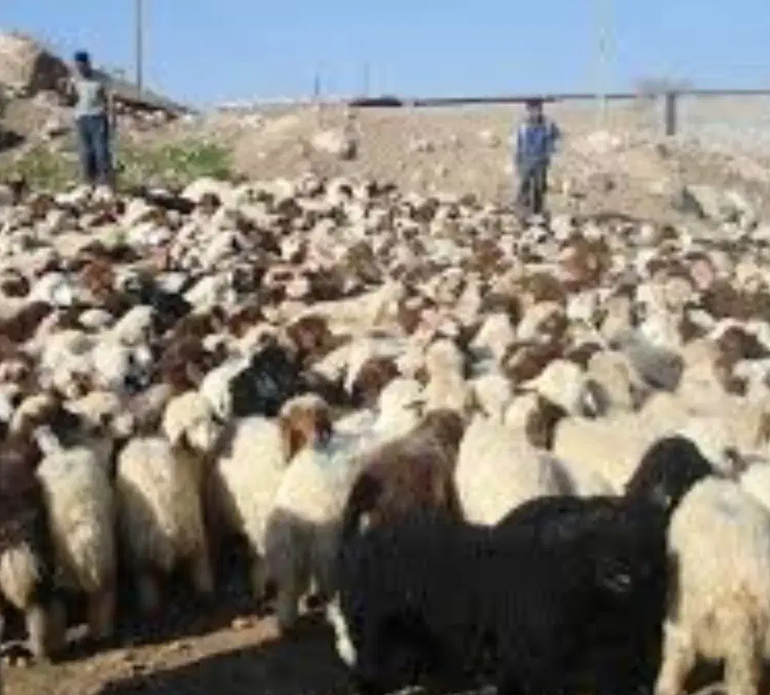 بره گوسفند فروشی درجه یک شبانه روزی|حیوانات مزرعه|شاهین‌شهر, خانه کارگر|دیوار