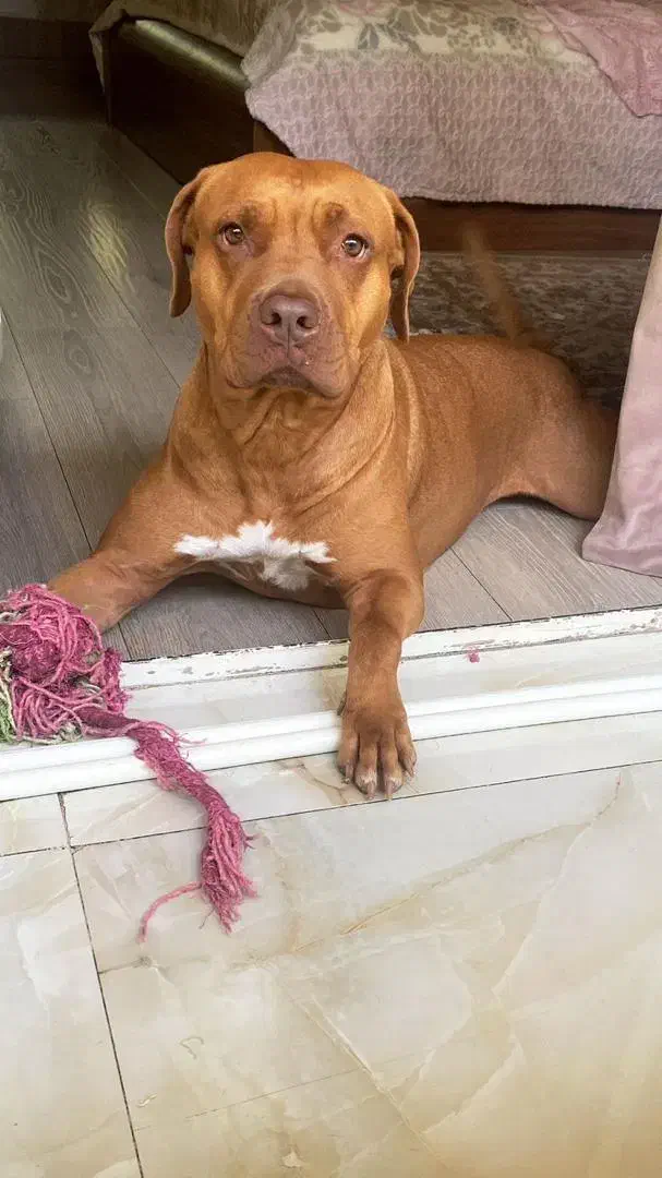 واگذاری سگ|سگ|تهران, ایوانک|دیوار