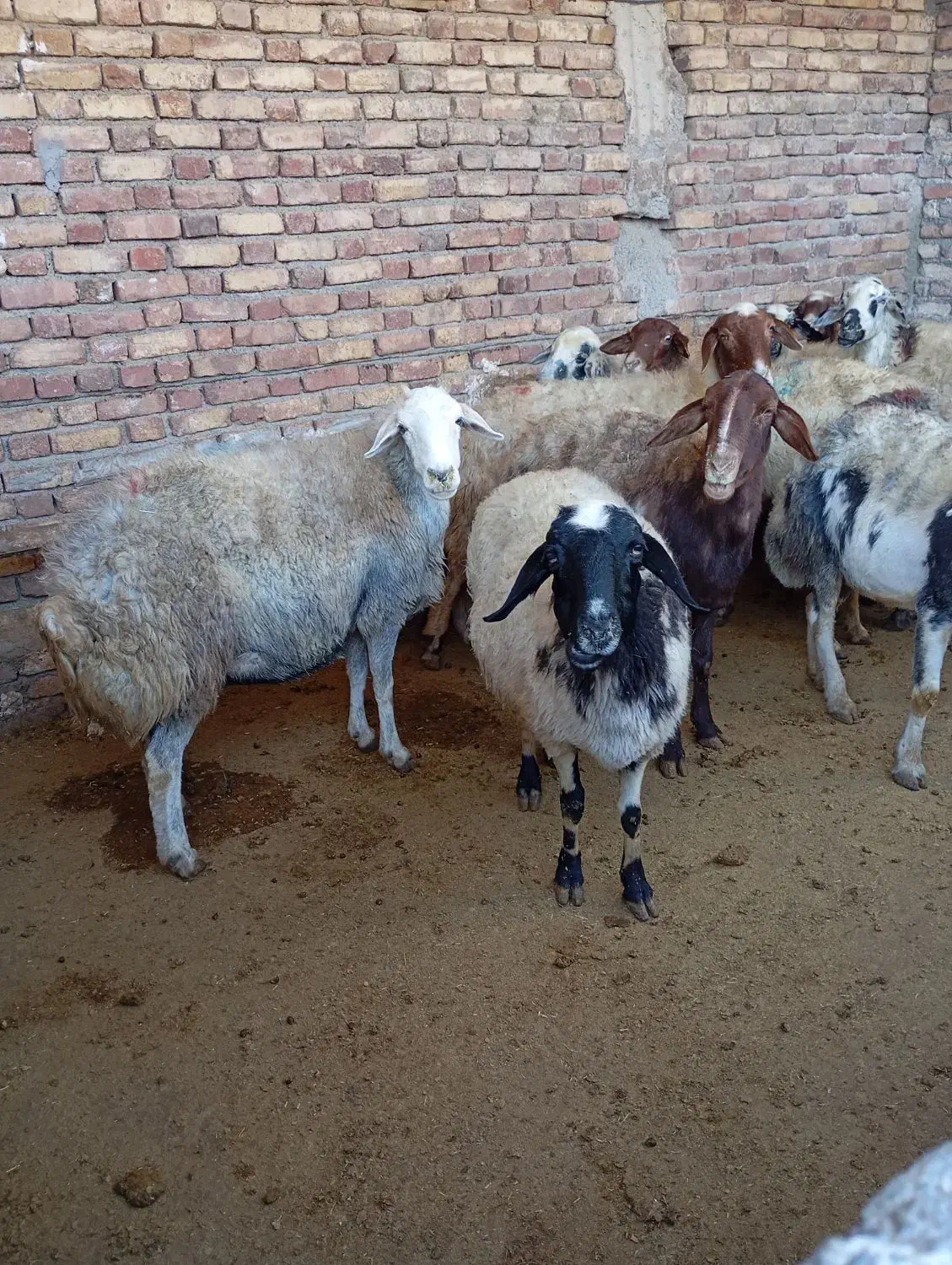 میش چاق برای داشت و کشتار|حیوانات مزرعه|پیر سلیمان, |دیوار