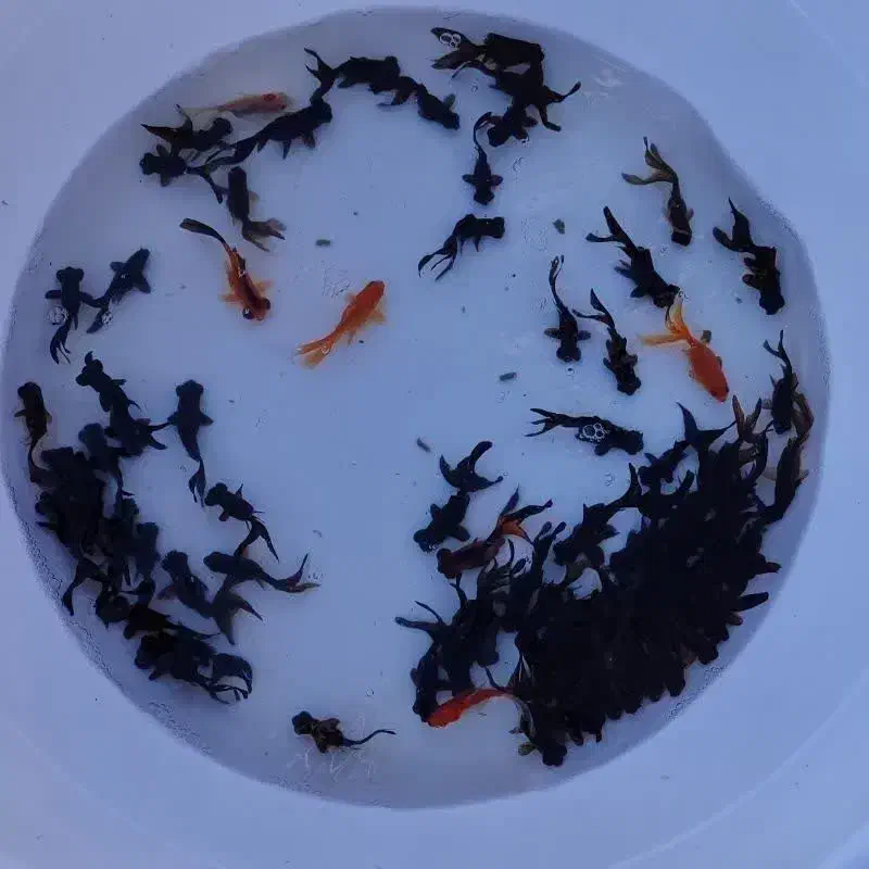 ماهی قرمز|ماهی|تهران, سلیمانی|دیوار