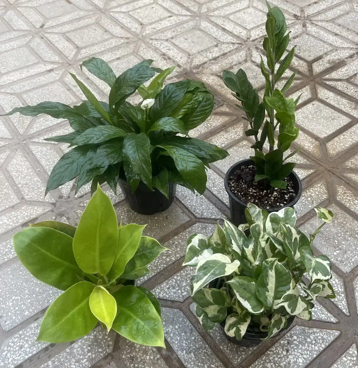 گل و گیاهان آپارتمانی|گل و گیاه طبیعی|یزد, |دیوار