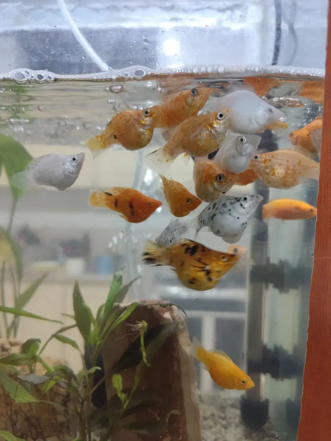 ماهی|ماهی|سیرجان, |دیوار