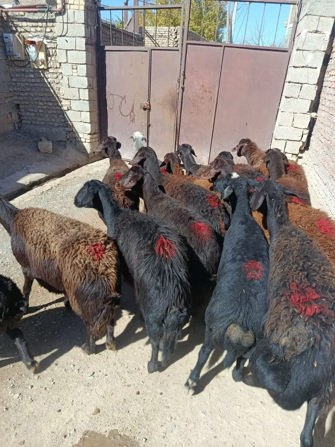 35راس گوسفند قزل افشار درجه یک همه آبستن|حیوانات مزرعه|لیلان, |دیوار
