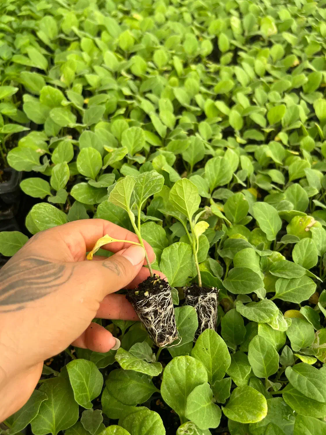 نشا|عمدهفروشی|سراوان, |دیوار