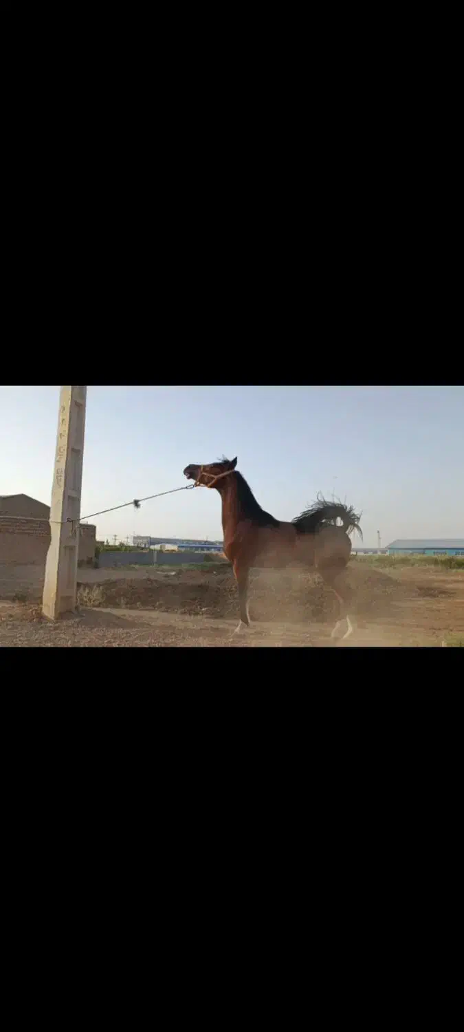 اسب|اسب و تجهیزات اسب‌سواری|بادرود, |دیوار