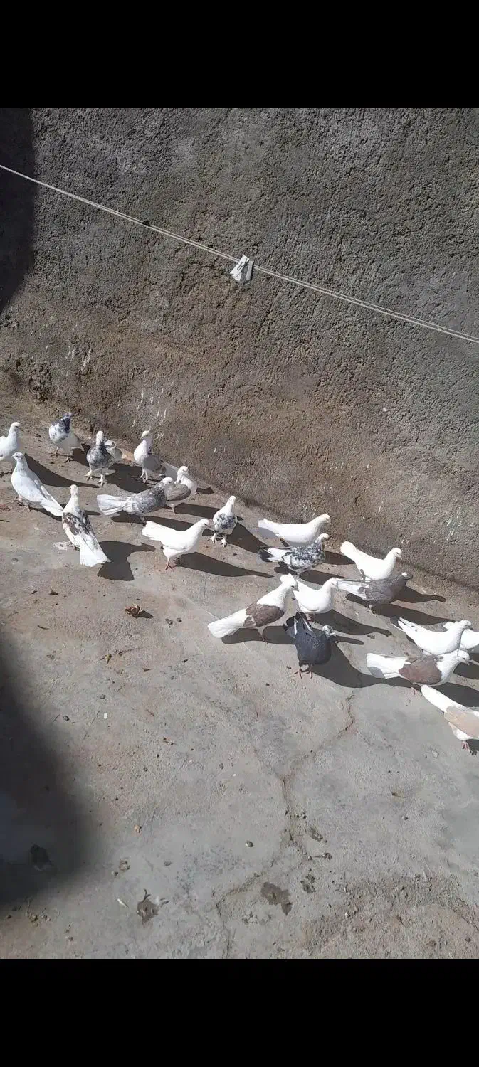 کبوتر|پرنده|قم, دورشهر|دیوار