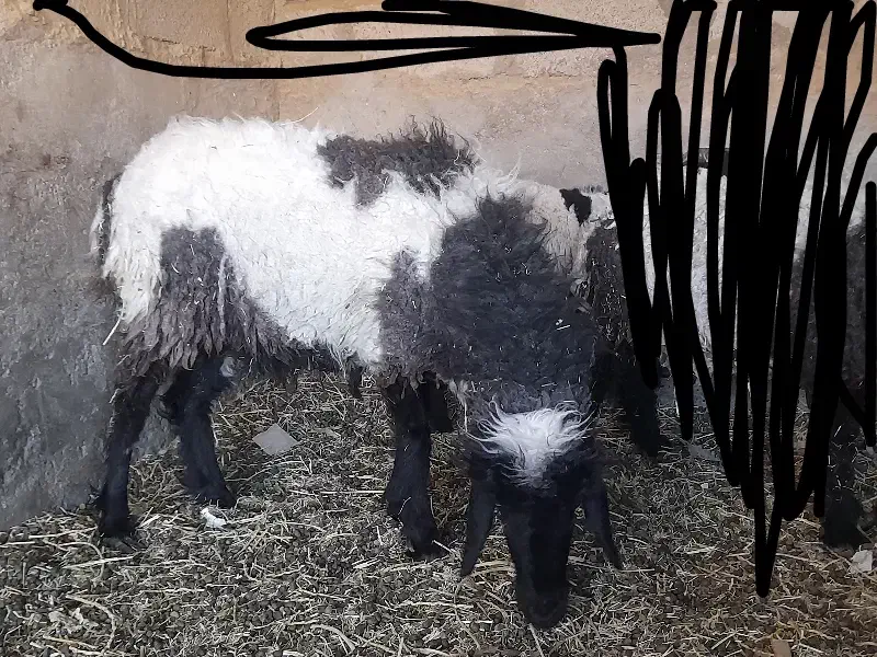 گوسفند میش دوقلو|حیوانات مزرعه|فهرج, |دیوار