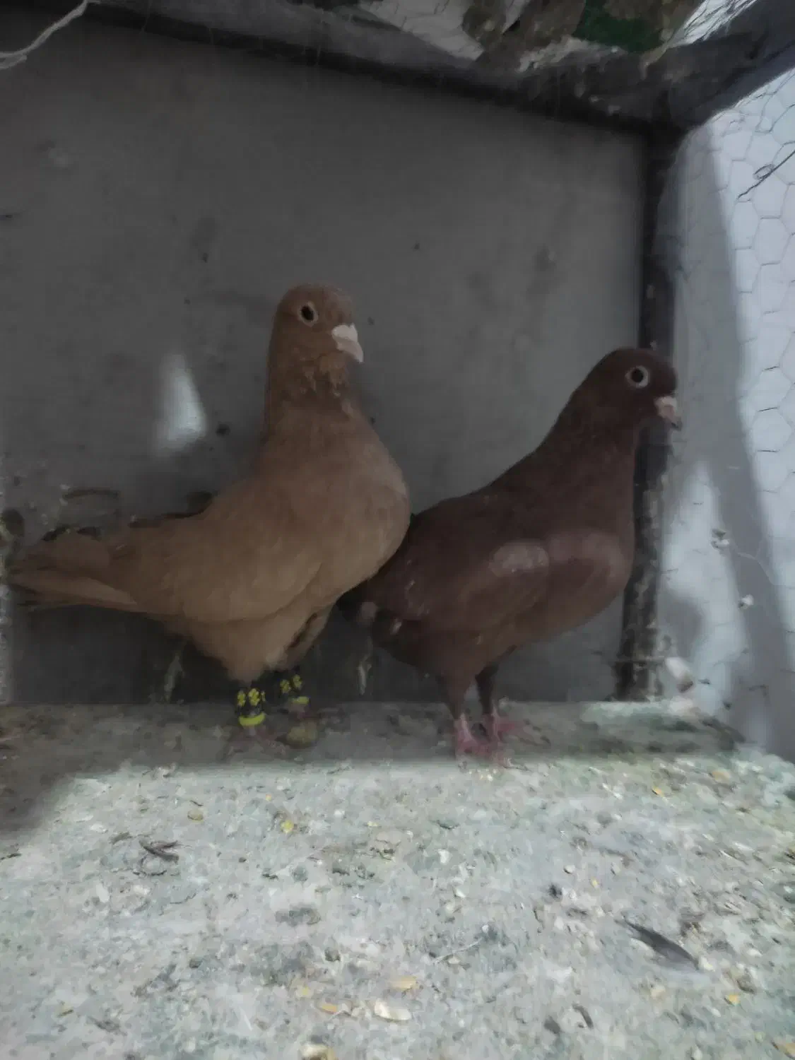 کبوتر سرخ و زرد ،سار ،سوسکی|پرنده|بیرجند, |دیوار